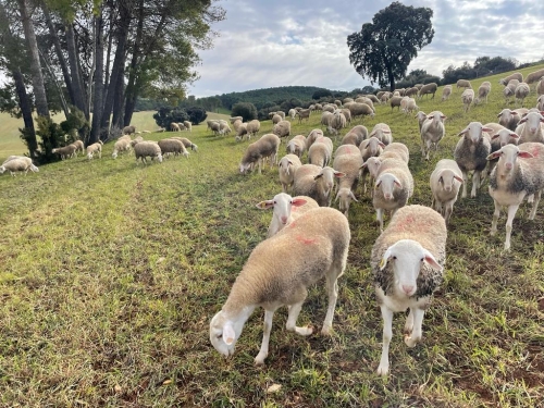 Prieto lamenta “la ineficaz gestión” de la Junta en los brotes de viruela ovina en la provincia y pide mayor protección e indemnizaciones para los ganaderos